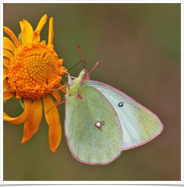 Scudder's Sulphur